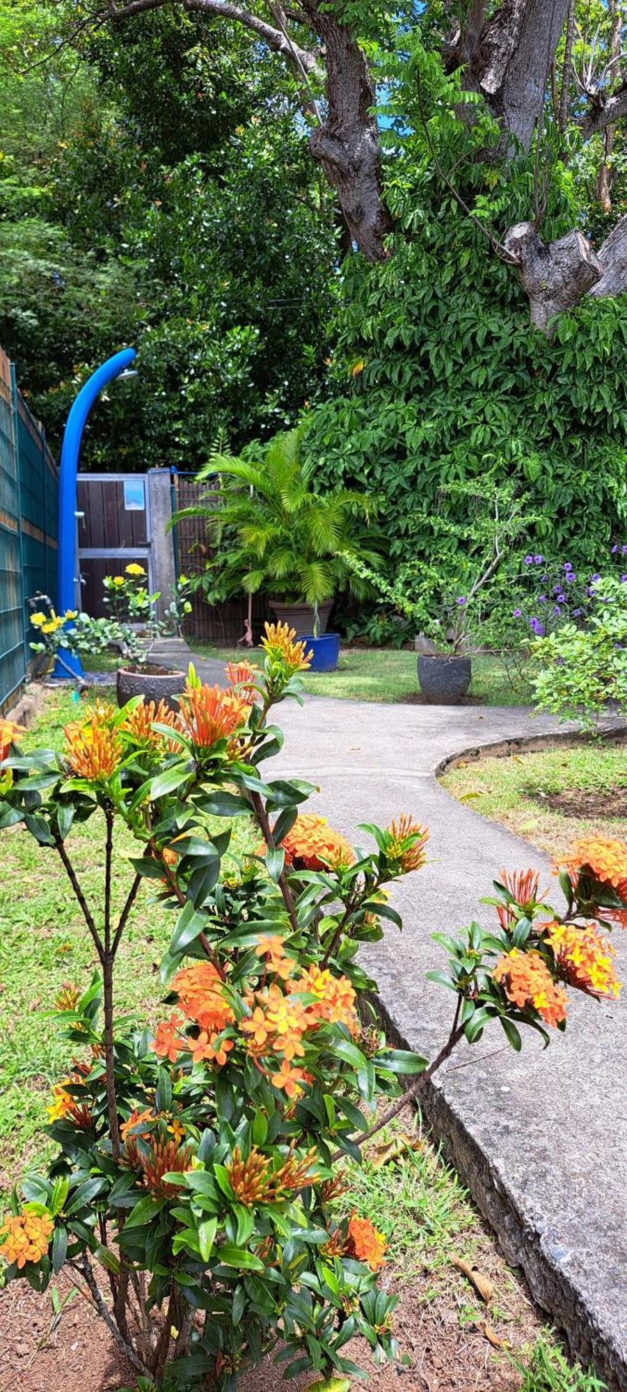 Villa Rêve créole Deshaies Esterno foto